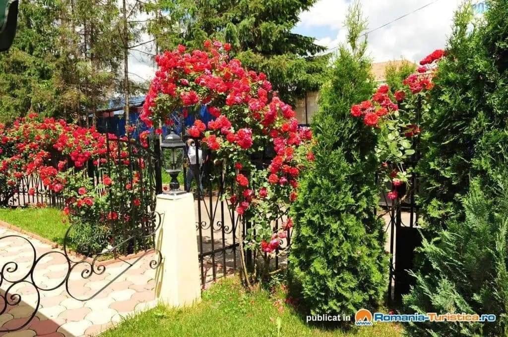 Pensiunea Onix Făgăraş Exterior foto
